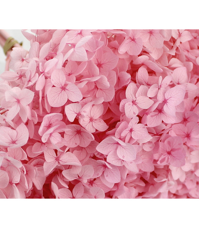 HORTENSIA PRESERVADA EN RAMO - Flores Preservadas - Materiales para  tocados, Plumas, Canotiers, Telas de seda y mas.