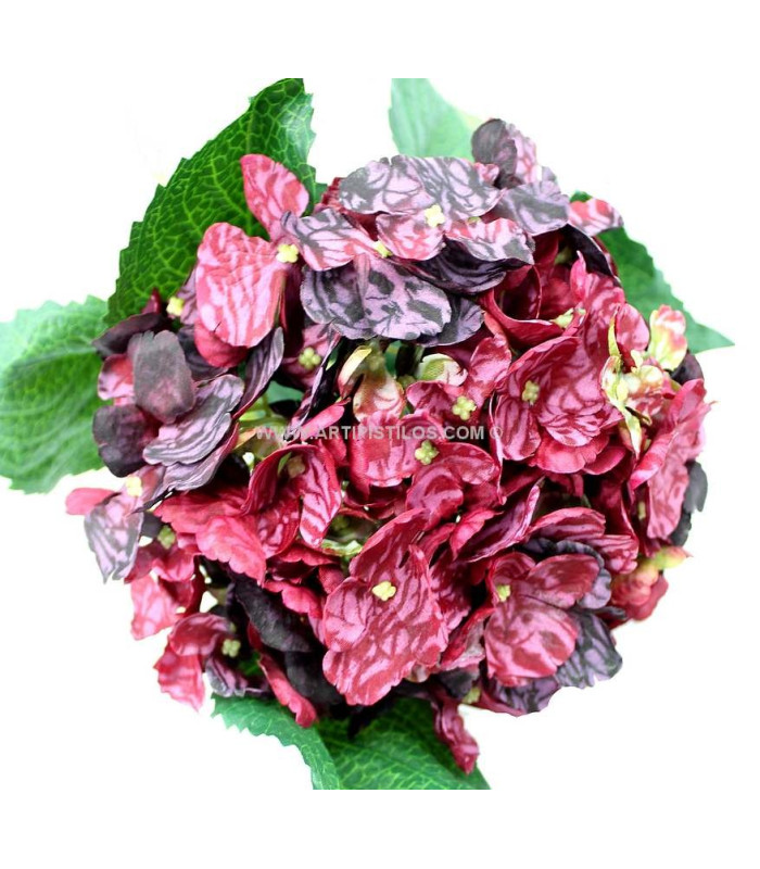 Hydrangea Géant