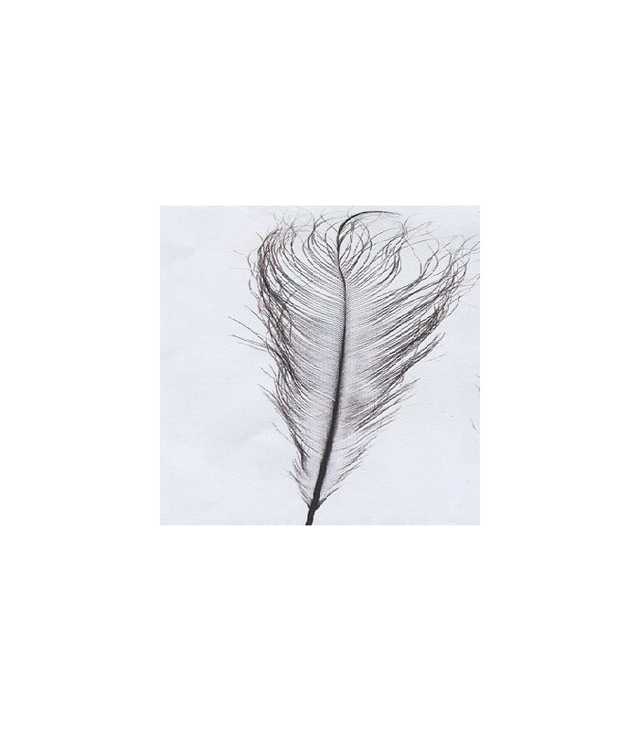ostrich feather drawing
